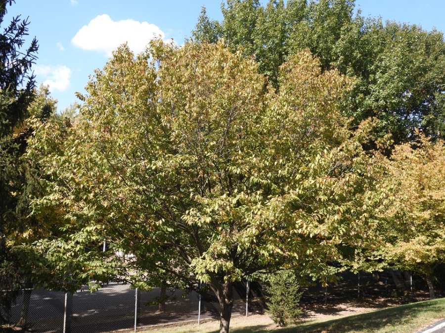 American Hornbeam MSD american-hornbeam-msd
